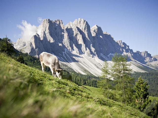 Foto für Slow Food Travel - Tiroler Grauvieh und die Villnösser Kulturlandschaft